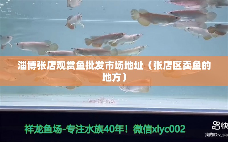 淄博張店觀賞魚批發(fā)市場地址（張店區(qū)賣魚的地方） 觀賞魚批發(fā)