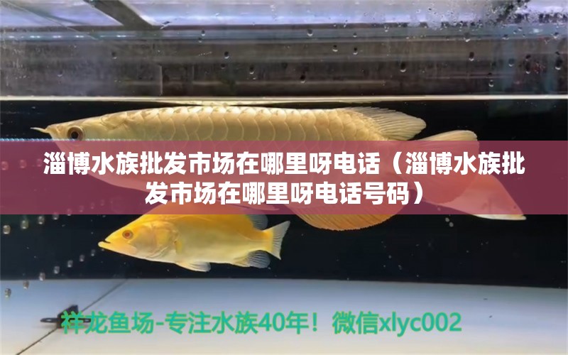 淄博水族批發(fā)市場在哪里呀電話（淄博水族批發(fā)市場在哪里呀電話號碼）