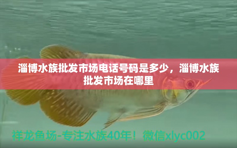 淄博水族批發(fā)市場電話號碼是多少，淄博水族批發(fā)市場在哪里 觀賞魚水族批發(fā)市場