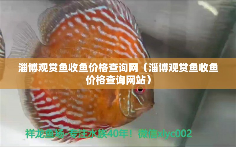 淄博觀賞魚收魚價格查詢網(wǎng)（淄博觀賞魚收魚價格查詢網(wǎng)站）