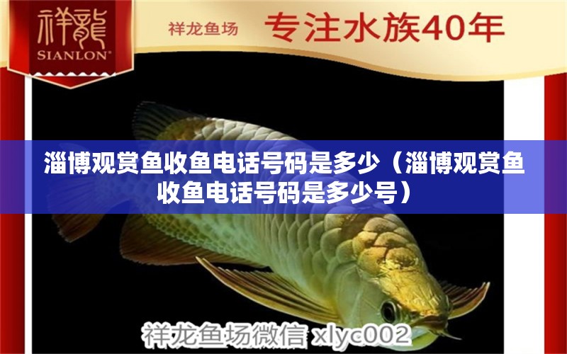 淄博觀賞魚收魚電話號(hào)碼是多少（淄博觀賞魚收魚電話號(hào)碼是多少號(hào)）