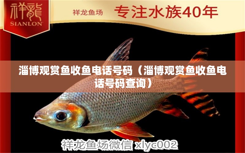 淄博觀賞魚收魚電話號碼（淄博觀賞魚收魚電話號碼查詢） 祥龍水族醫(yī)院