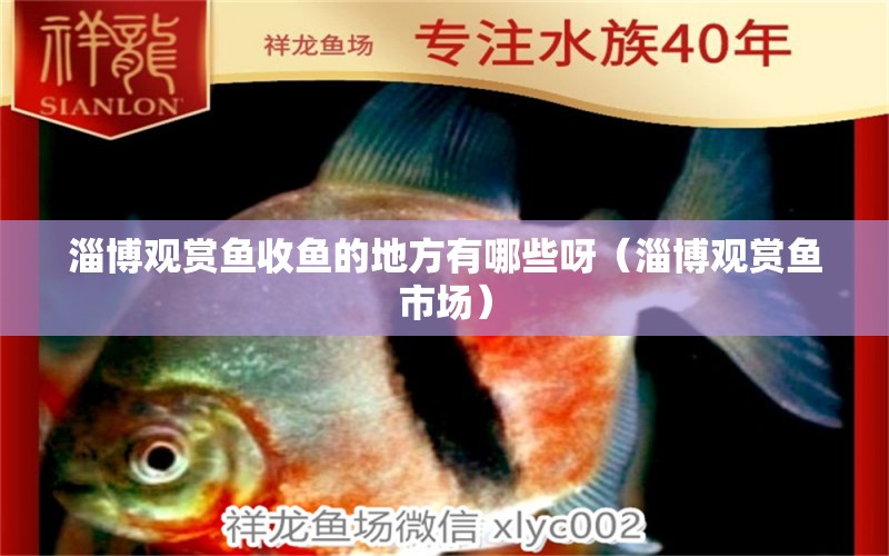 淄博觀賞魚收魚的地方有哪些呀（淄博觀賞魚市場）