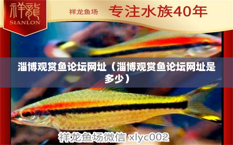 淄博觀賞魚論壇網(wǎng)址（淄博觀賞魚論壇網(wǎng)址是多少） 量子養(yǎng)魚技術(shù)