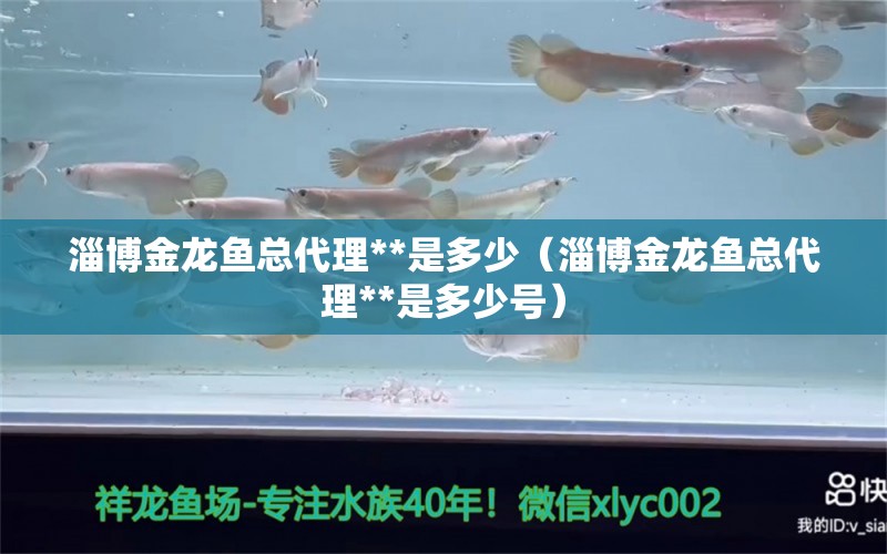 淄博金龍魚(yú)總代理**是多少（淄博金龍魚(yú)總代理**是多少號(hào)） 月光鴨嘴魚(yú)