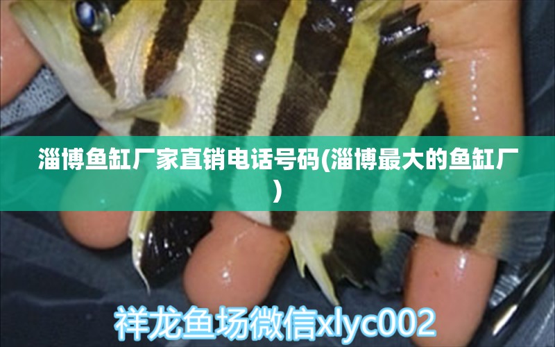 淄博魚缸廠家直銷電話號碼(淄博最大的魚缸廠) 圖騰金龍魚