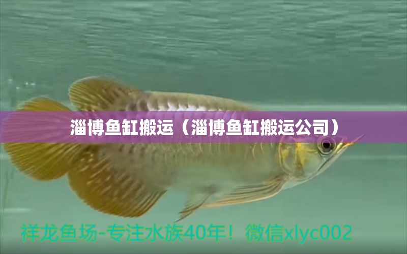 淄博魚缸搬運(yùn)（淄博魚缸搬運(yùn)公司）