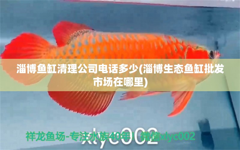 淄博魚(yú)缸清理公司電話多少(淄博生態(tài)魚(yú)缸批發(fā)市場(chǎng)在哪里) 虎紋銀版魚(yú)