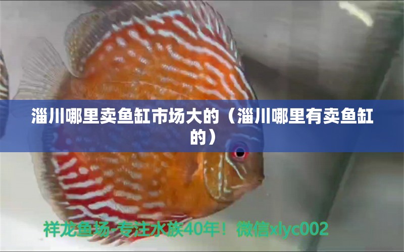 淄川哪里賣魚缸市場大的（淄川哪里有賣魚缸的） 觀賞魚批發(fā)