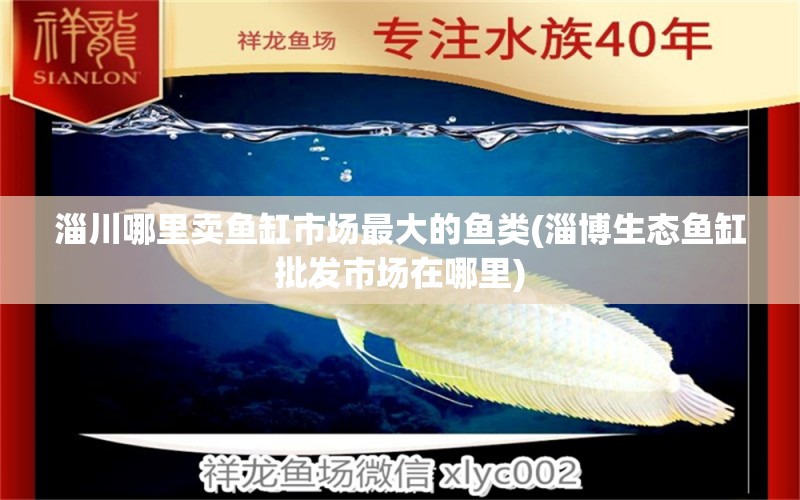 淄川哪里賣魚缸市場最大的魚類(淄博生態(tài)魚缸批發(fā)市場在哪里)