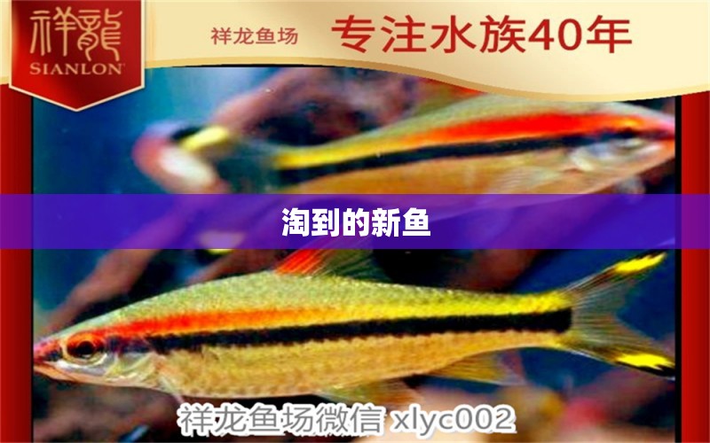 淘到的新魚 黃金眼鏡蛇雷龍魚