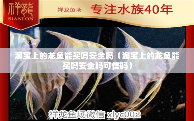 淘寶上的龍魚能買嗎安全嗎（淘寶上的龍魚能買嗎安全嗎可信嗎）