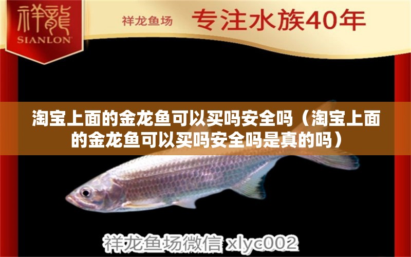 淘寶上面的金龍魚可以買嗎安全嗎（淘寶上面的金龍魚可以買嗎安全嗎是真的嗎）