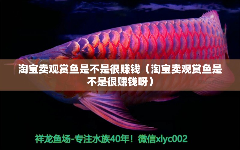 淘寶賣觀賞魚(yú)是不是很賺錢(qián)（淘寶賣觀賞魚(yú)是不是很賺錢(qián)呀） 網(wǎng)上購(gòu)買觀賞魚(yú)