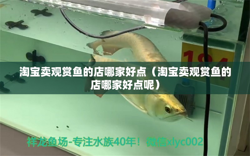 淘寶賣觀賞魚的店哪家好點(diǎn)（淘寶賣觀賞魚的店哪家好點(diǎn)呢）