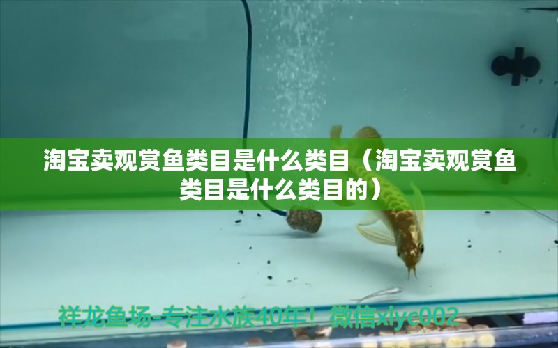 淘寶賣觀賞魚類目是什么類目（淘寶賣觀賞魚類目是什么類目的） 網(wǎng)上購買觀賞魚