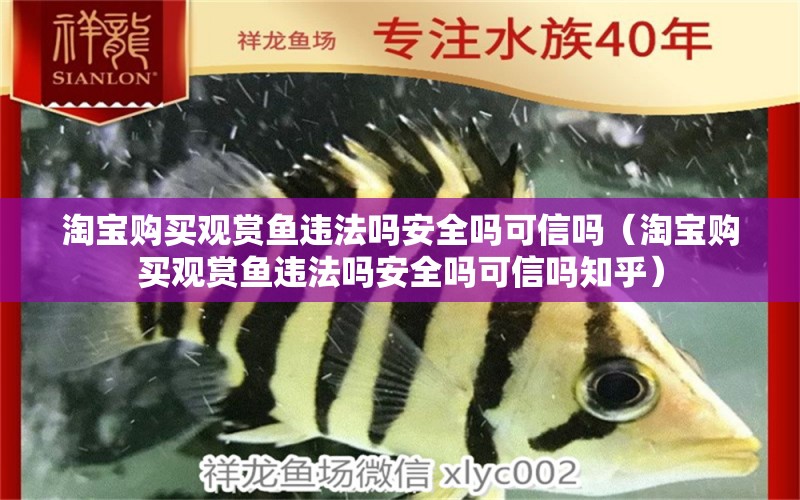 淘寶購(gòu)買觀賞魚違法嗎安全嗎可信嗎（淘寶購(gòu)買觀賞魚違法嗎安全嗎可信嗎知乎）