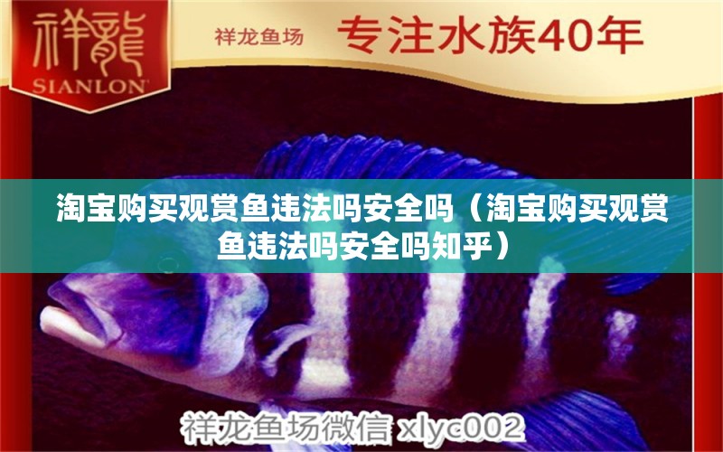 淘寶購買觀賞魚違法嗎安全嗎（淘寶購買觀賞魚違法嗎安全嗎知乎）