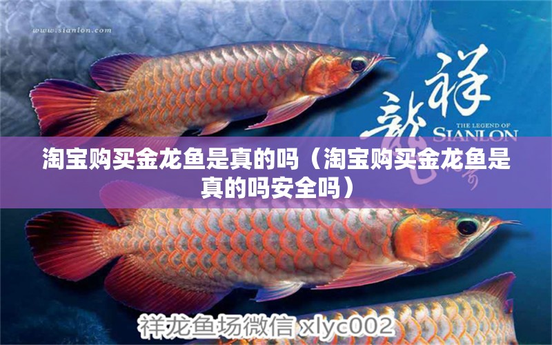 淘寶購(gòu)買金龍魚是真的嗎（淘寶購(gòu)買金龍魚是真的嗎安全嗎）