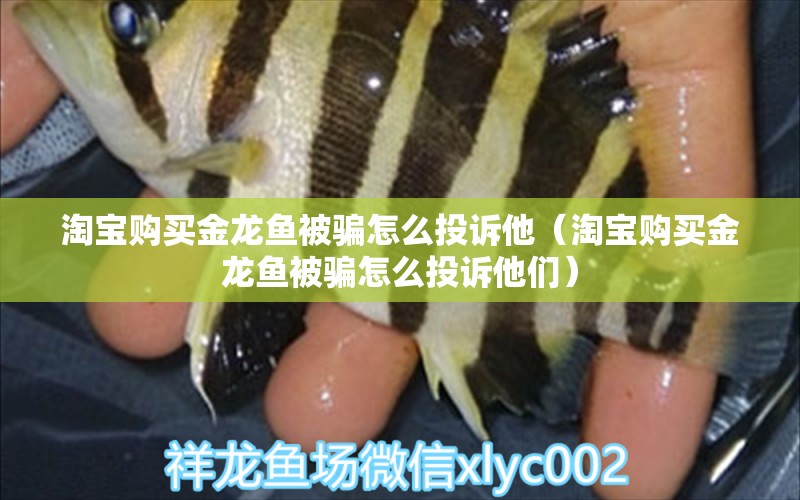 淘寶購買金龍魚被騙怎么投訴他（淘寶購買金龍魚被騙怎么投訴他們） 網(wǎng)上購買觀賞魚