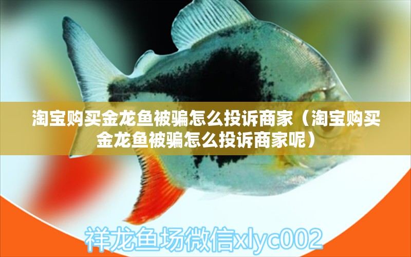 淘寶購買金龍魚被騙怎么投訴商家（淘寶購買金龍魚被騙怎么投訴商家呢）