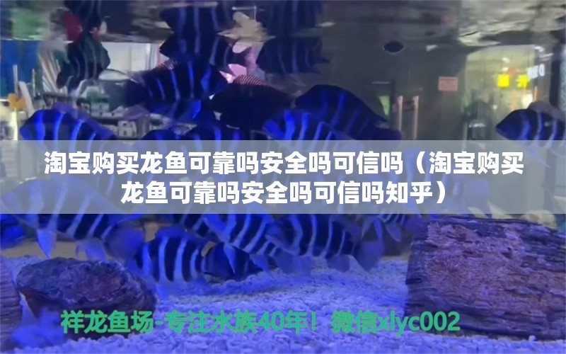 淘寶購買龍魚可靠嗎安全嗎可信嗎（淘寶購買龍魚可靠嗎安全嗎可信嗎知乎）