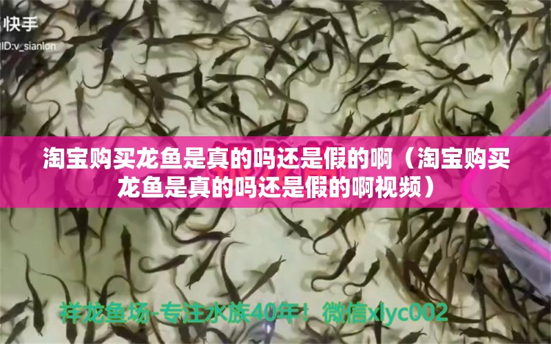 淘寶購(gòu)買龍魚是真的嗎還是假的?。ㄌ詫氋?gòu)買龍魚是真的嗎還是假的啊視頻）