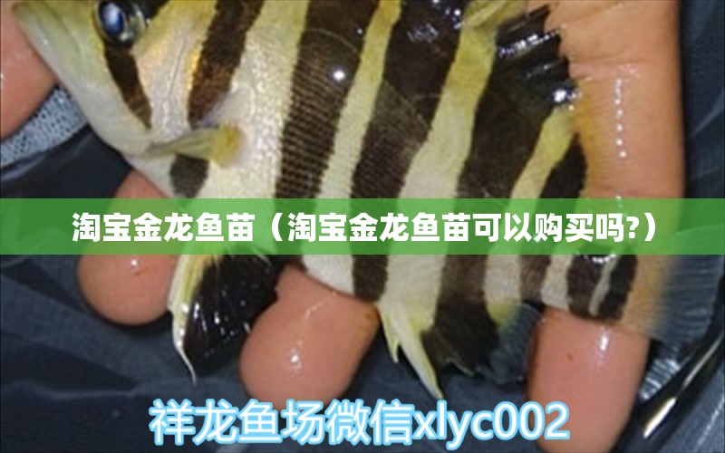 淘寶金龍魚苗（淘寶金龍魚苗可以購買嗎?）