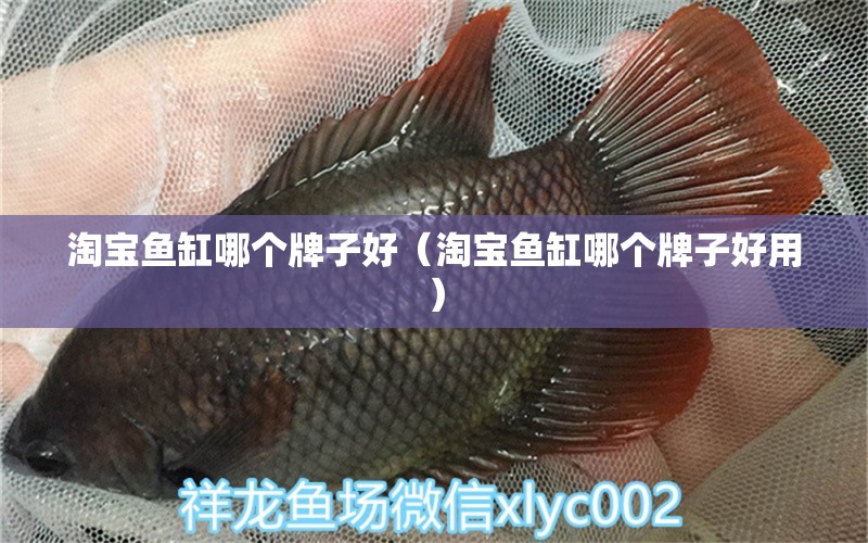 淘寶魚缸哪個牌子好（淘寶魚缸哪個牌子好用） 泰國雪鯽魚