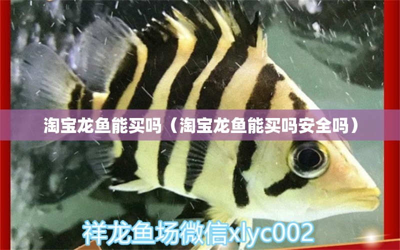 淘寶龍魚能買嗎（淘寶龍魚能買嗎安全嗎）