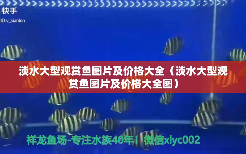 淡水大型觀賞魚(yú)圖片及價(jià)格大全（淡水大型觀賞魚(yú)圖片及價(jià)格大全圖） 祥龍水族醫(yī)院