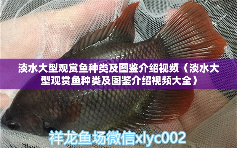 淡水大型觀賞魚種類及圖鑒介紹視頻（淡水大型觀賞魚種類及圖鑒介紹視頻大全）