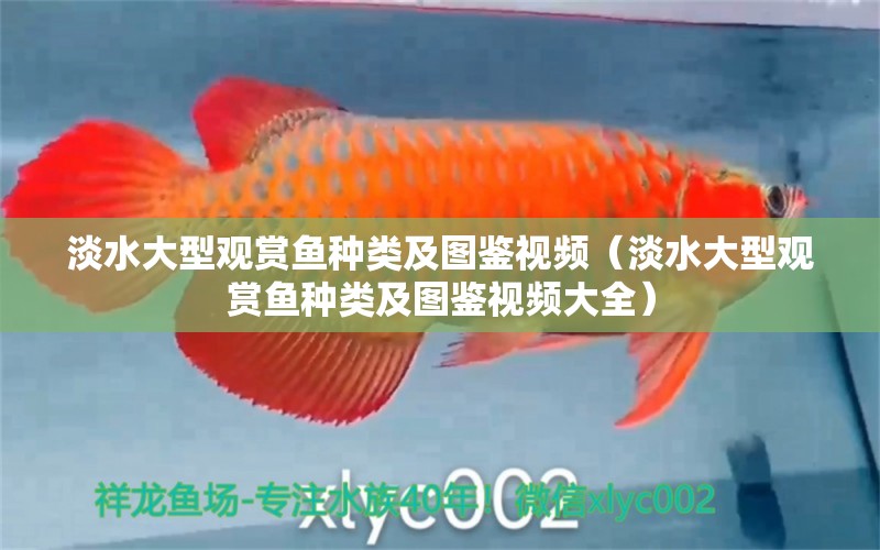 淡水大型觀賞魚種類及圖鑒視頻（淡水大型觀賞魚種類及圖鑒視頻大全）