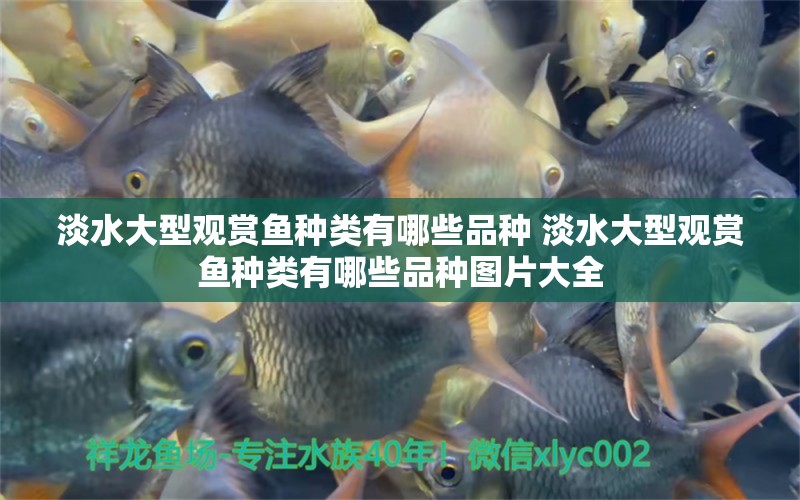 淡水大型觀賞魚(yú)種類有哪些品種 淡水大型觀賞魚(yú)種類有哪些品種圖片大全