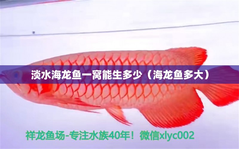 淡水海龍魚一窩能生多少（海龍魚多大）