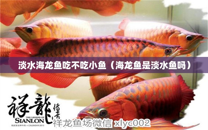 淡水海龍魚吃不吃小魚（海龍魚是淡水魚嗎）