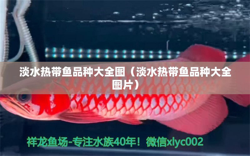 淡水熱帶魚品種大全圖（淡水熱帶魚品種大全圖片）