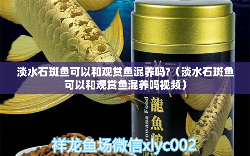 淡水石斑魚可以和觀賞魚混養(yǎng)嗎?（淡水石斑魚可以和觀賞魚混養(yǎng)嗎視頻）