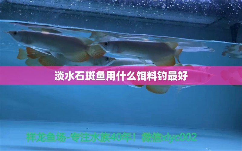 淡水石斑魚用什么餌料釣最好 福虎/異型虎魚/純色虎魚 第2張