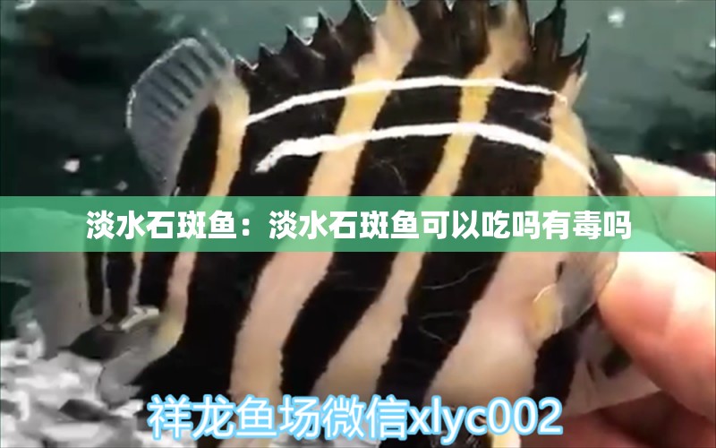 淡水石斑魚：淡水石斑魚可以吃嗎有毒嗎