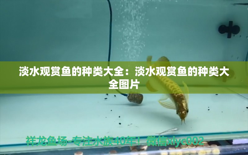 淡水觀賞魚的種類大全：淡水觀賞魚的種類大全圖片 黃金招財(cái)貓魚