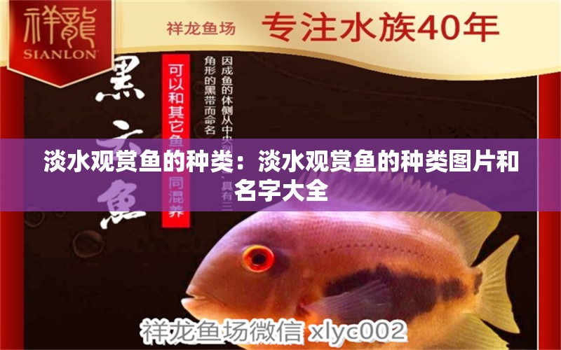 淡水觀賞魚的種類：淡水觀賞魚的種類圖片和名字大全