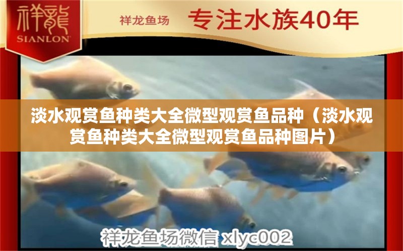 淡水觀賞魚種類大全微型觀賞魚品種（淡水觀賞魚種類大全微型觀賞魚品種圖片）