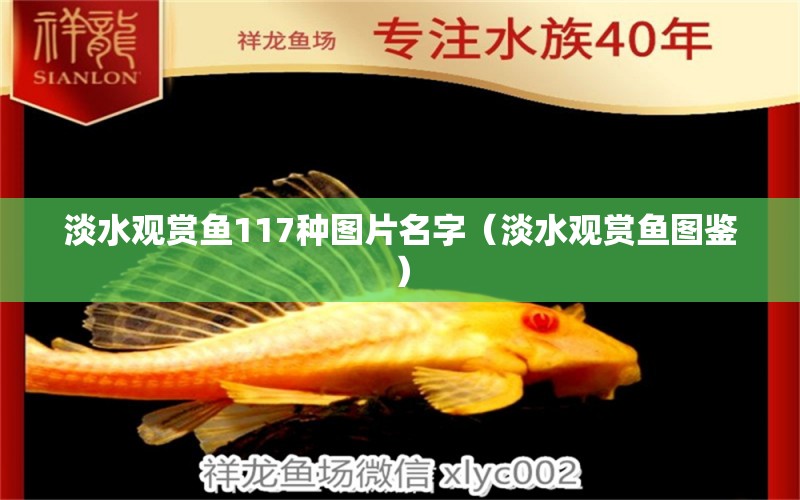 淡水觀賞魚117種圖片名字（淡水觀賞魚圖鑒） 祥龍水族醫(yī)院