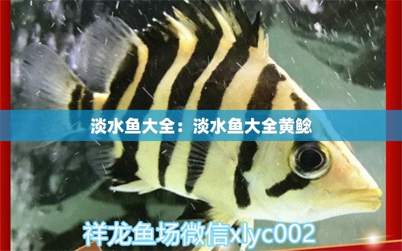 淡水魚(yú)大全：淡水魚(yú)大全黃鯰