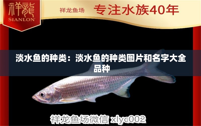 淡水魚(yú)的種類：淡水魚(yú)的種類圖片和名字大全 品種