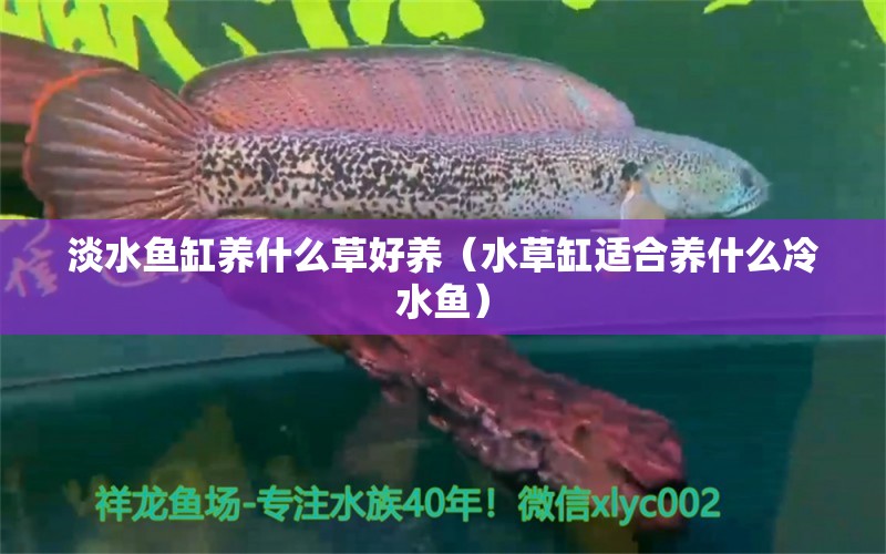 淡水魚(yú)缸養(yǎng)什么草好養(yǎng)（水草缸適合養(yǎng)什么冷水魚(yú)） 水草