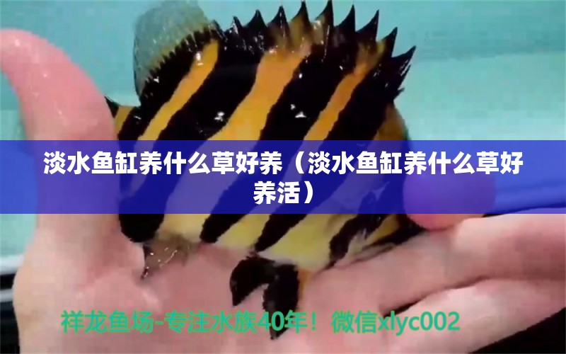 淡水魚(yú)缸養(yǎng)什么草好養(yǎng)（淡水魚(yú)缸養(yǎng)什么草好養(yǎng)活）