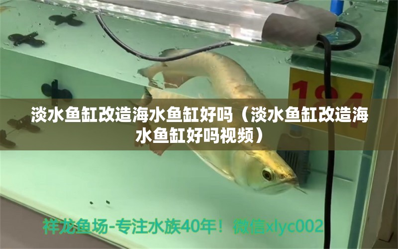 淡水魚缸改造海水魚缸好嗎（淡水魚缸改造海水魚缸好嗎視頻） 和興紅龍