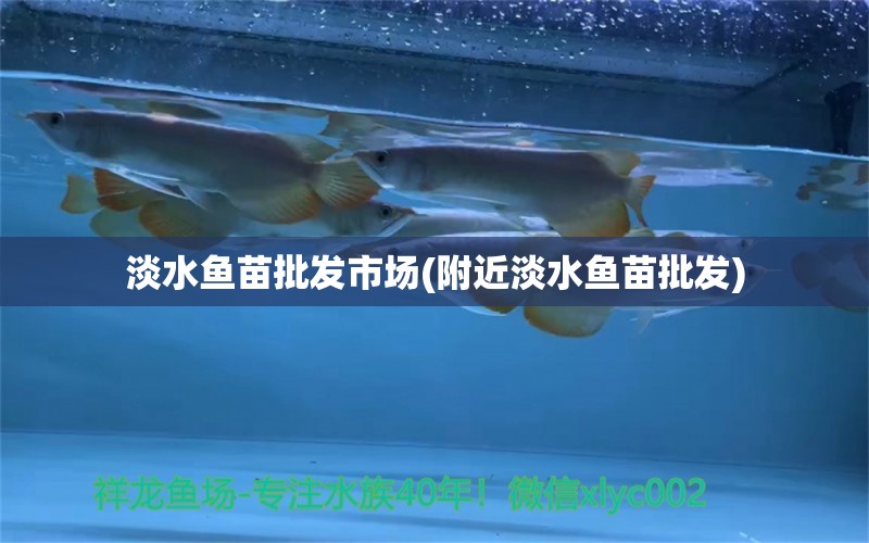 淡水魚苗批發(fā)市場(附近淡水魚苗批發(fā)) 觀賞魚市場